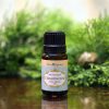 (Organic) Cedarwood Oil - [10ml] - Image 2