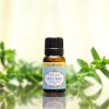 (Organic) Holy Basil (Tulsi) - [10ml] - Image 2