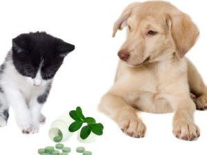 Pet Supplements